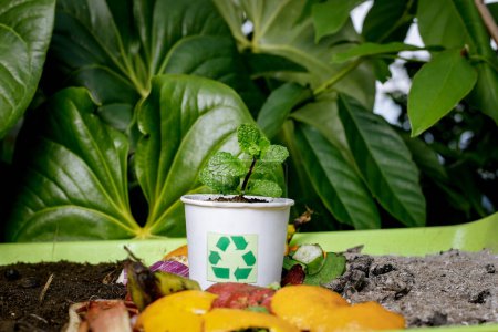 Kompost und kompostierter Boden als Kompoststapel aus verrottenden Küchenabfällen mit Obst und Gemüseabfällen, der sich in organische Düngererde verwandelt, in der eine wachsende junge Pflanze als Komposit wächst. und Recycling