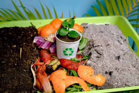 Kompost und kompostierter Boden als Kompoststapel aus verrottenden Küchenabfällen mit Obst und Gemüseabfällen, der sich in organische Düngererde verwandelt, in der eine wachsende junge Pflanze als Komposit wächst. und Recycling