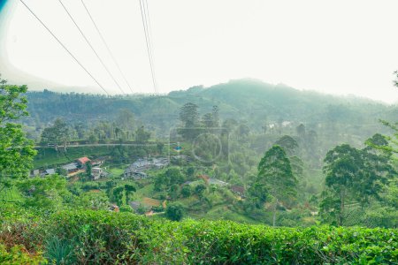 top view of green tea plantation on hillside near Nuwara Eliya, Sri Lanka.