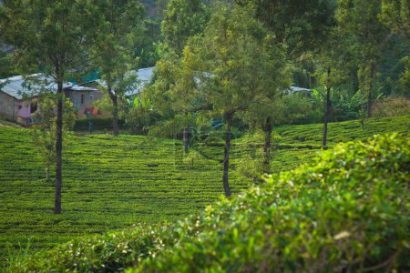 Aerial view of green tea plantation on hillside near Nuwara Eliya village , Sri Lanka.