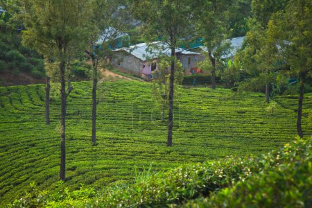 Aerial view of green tea plantation on hillside near village Nuwara Eliya, Sri Lanka.