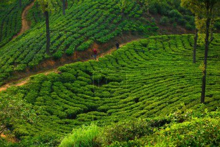 Vista aérea de mujeres que trabajan en una plantación de té verde en la ladera cerca de Nuwara Eliya, Sri Lanka.