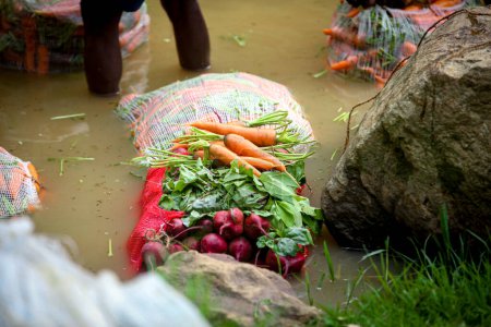 Téléchargez les photos : Les agriculteurs utilisent leurs mains fortes pour nettoyer les carottes et les betteraves fraîches après la récolte dans la rivière - en image libre de droit