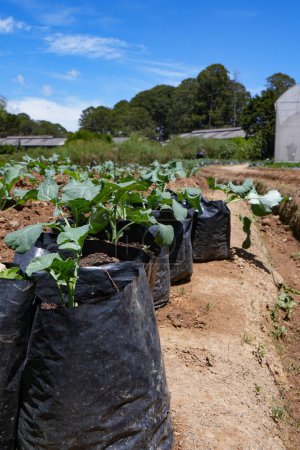 wide view Radish planting in black grow bag in a row