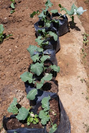 Radish planting in black grow bag in a row Live