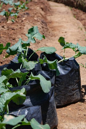 Radish planting in black grow bag in a row