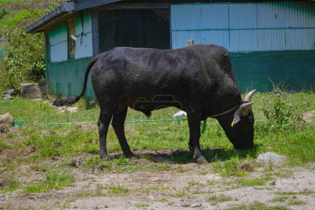 The gaur in Sri Lanka - Nuwara Eliya
