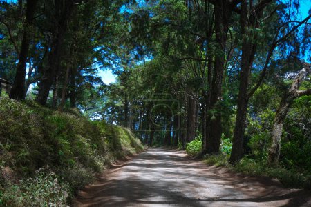 Schöne Hügel Waldstraße in Nuwara Eliya Sri Lanka