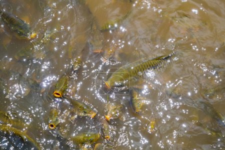 Wütende Fische im Fluss. die fischfarm in nuwara eliya sri lanka - wartendes futter