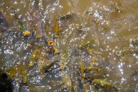 poissons en colère dans la rivière. la pisciculture de nuwara eliya sri lanka