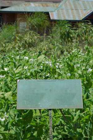 Leere Bretter in grünen Erbsen wachsen im Gemüsegarten in Nuwara Eliya
