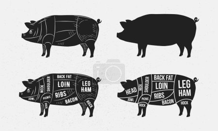 Téléchargez les illustrations : Cochon, ensemble de porc. Silhouette de porc. Modèle de diagramme porc-boucher. Des morceaux de porc. Affiches vintage pour épicerie, boucherie, magasin de viande. Illustration vectorielle - en licence libre de droit