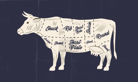 Ilustración de Vaca, carta de carne de res. Cartel de carnicería con cortes de carne de res y textura artesanal de papel. Diagrama de carne de carnicero vintage. Ilustración vectorial - Imagen libre de derechos