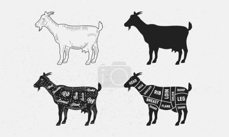 Illustration for Goat set. Goat silhouette. Goat - butcher diagram template. Cuts of Goat meat. Vintage Posters for groceries, butcher shop, meat store. Vector illustration - Royalty Free Image