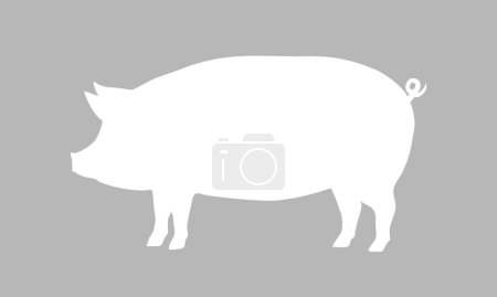 Ilustración de Silueta de cerdo. icono de cerdo aislado sobre fondo azul. Diseño gráfico para carnicería, supermercado, mercado de agricultores. Tipografía vintage. Ilustración vectorial - Imagen libre de derechos