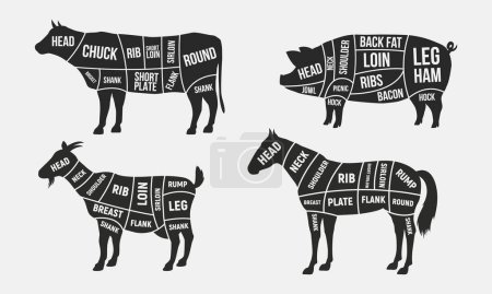 Illustration for Set of Meat diagrams. Cuts of meat. Beef, Goat, Pork and Horse silhouette. Vintage Posters for groceries, butcher shop, meat store. Vector illustration - Royalty Free Image