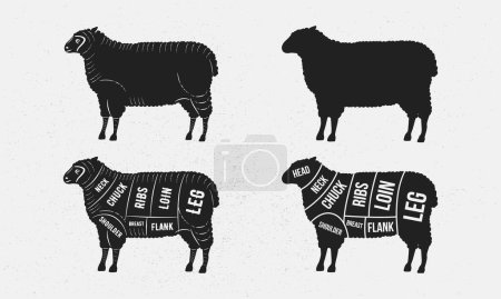 Téléchargez les illustrations : Ensemble de moutons. Silhouette de mouton. Modèle de diagramme Mutton - boucher. Coupes de viande d'agneau. Affiche vintage pour épicerie, boucherie, magasin de viande. Illustration vectorielle - en licence libre de droit