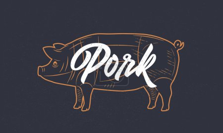 Illustration for Pig, Pork vintage sketch. Pig silhouette with grunge texture. Vintage poster. Typography. Vector illustration. - Royalty Free Image