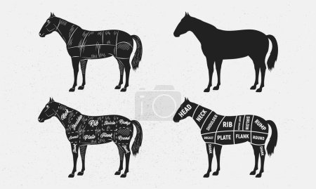 Illustration for Horse set. Horse silhouette. Horse - butcher diagram template. Cuts of Horse. Vintage Poster for groceries, butcher shop, meat store. Vector illustration - Royalty Free Image