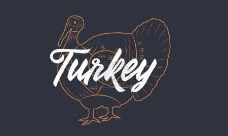 Illustration for Turkey vintage sketch. Turkey silhouette with grunge texture. Vintage poster. Typography. Vector illustration. - Royalty Free Image