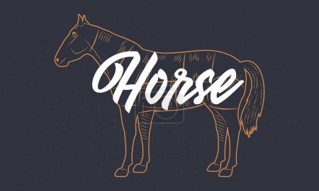 Illustration for Horse vintage sketch. Horse silhouette with grunge texture. Vintage poster. Typography. Vector illustration. - Royalty Free Image