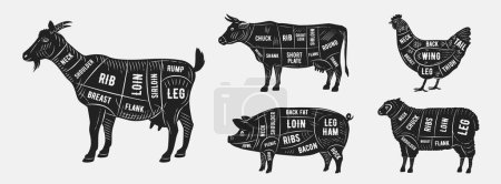 Illustration for Butcher's guide set. Goat, Lamb, Cow, Chicken, Pork silhouette cuts. Meat diagram. Cuts of Meat. Vector illustration - Royalty Free Image