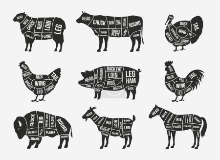 Schlachter Diagramm, Schema gesetzt. Hammel, Lamm, Schwein, Büffel, Huhn, Truthahn, Pferd, Ziegenfleisch. Fleischstücke für Metzgerei, Fleischerei, Restaurant, Lebensmittelgeschäft. Vektorillustration