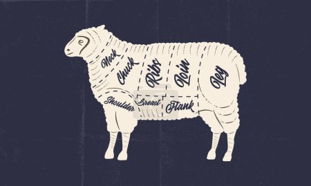 Téléchargez les illustrations : Moutons, viande d'agneau. Affiche de boucherie avec coupes de viande d'agneau et texture artisanale en papier. Schéma de viande de boucher vintage. Illustration vectorielle - en licence libre de droit