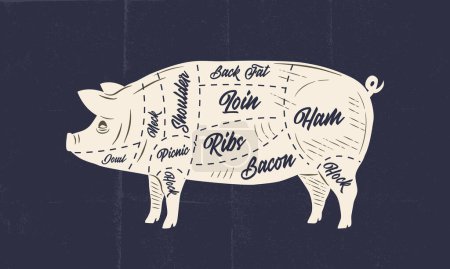 Téléchargez les illustrations : Porc, viande de porc. Affiche de boucherie avec découpes de viande de porc et texture artisanale en papier. Schéma de viande de boucher vintage. Illustration vectorielle - en licence libre de droit