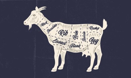 Téléchargez les illustrations : Carte des viandes de chèvre. Affiche de boucherie avec découpes de viande de chèvre et texture artisanale en papier. Schéma de viande de boucher vintage. Illustration vectorielle - en licence libre de droit