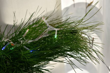 Foto de Rama de árbol de Navidad decorada con guirnaldas - Imagen libre de derechos