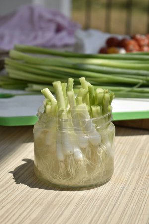 Photo for Close up young onion roots in a jar with water - Royalty Free Image