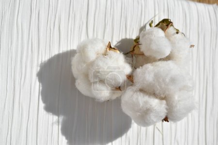 Foto de Flores de algodón fresco en tela blanca, vista superior - Imagen libre de derechos