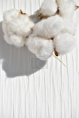 Photo for Fresh cotton flowers on white fabric, top view - Royalty Free Image
