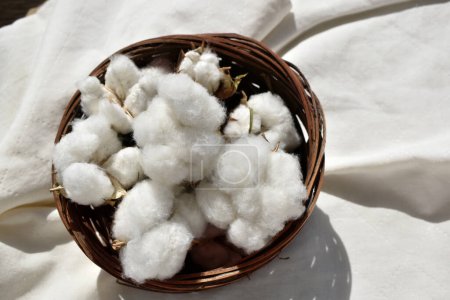 Photo for Close up fluffy cotton flowers in basket - Royalty Free Image