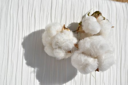 Foto de Cerca boll de algodón sobre fondo blanco, vista superior - Imagen libre de derechos