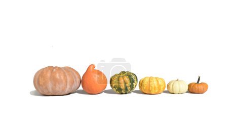pumpkins displayed in a row, from the largest to the smallest isolated on white background