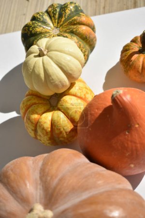 Photo for Different pumpkins with small bowl with pumpkin seeds - Royalty Free Image