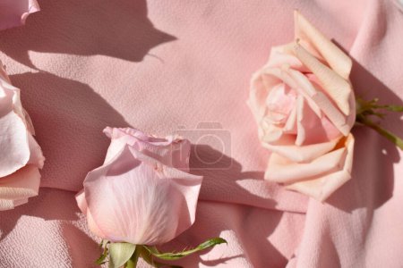 Pink roses on pink background