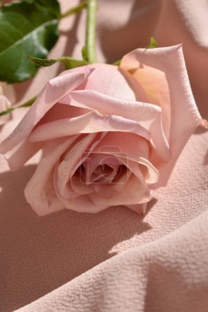 Nahaufnahme Rosenblüte auf rosa Stoff