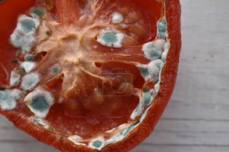 Foto de La mitad de un tomate cubierto con moho - Imagen libre de derechos