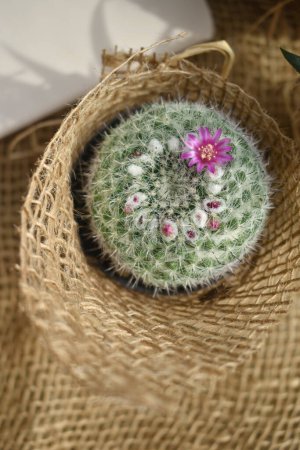 Photo for Small blooming cactus in burlap covered pot, top view - Royalty Free Image