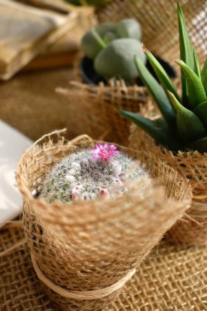 Foto de Pequeño cactus en flor en maceta cubierta de arpillera, vista superior - Imagen libre de derechos