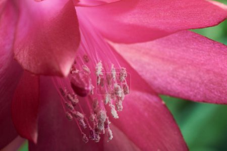 Photo for Macro shot of Christmas cactus or Thanksgiving cactus (Schlumbergera Truncata). Pink blooming flower, close up with detail of pistil and stamens. - Royalty Free Image
