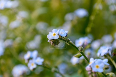 Téléchargez les photos : Horizontal close up of blue small Myosotis flowers, also known as "Forget me not", under soft light on blurred background in Buenos Aires, Argentina. - en image libre de droit