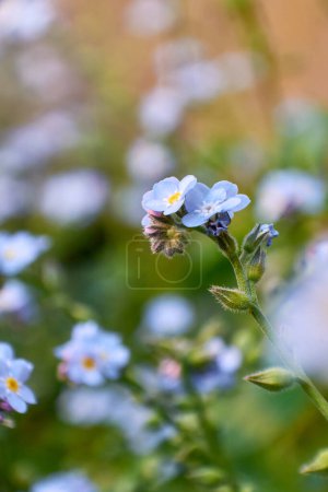 Téléchargez les photos : Vertical close up of blue small Myosotis flowers, also known as "Forget me not", under soft light on blurred background in Buenos Aires, Argentina. - en image libre de droit