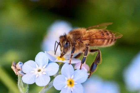 Téléchargez les photos : Macro shot of honey bee drinking nectar from blue Myosotis "Forget me not" flowers on green blurred background. - en image libre de droit