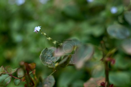 Téléchargez les photos : Single Myosotis "Forget me not" flower isolated with selective focus on green blurred background of leaves and stems from other plants. Floral background. - en image libre de droit