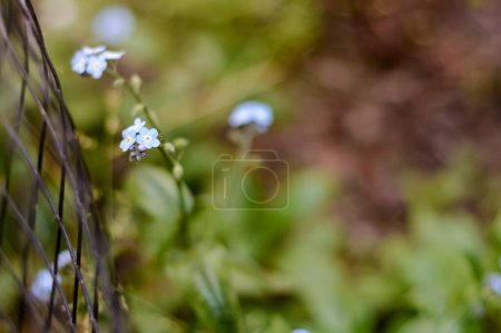 Téléchargez les photos : Group of tiny blue Myosotis "Forget me not" flowers on blurred background. Horizontal floral background. - en image libre de droit