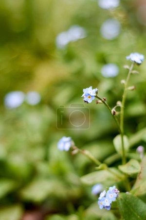 Téléchargez les photos : Tiny blue Myosotis "Forget me not" flowers on green blurred background. Floral background with soft warm light and beautiful bokeh. - en image libre de droit